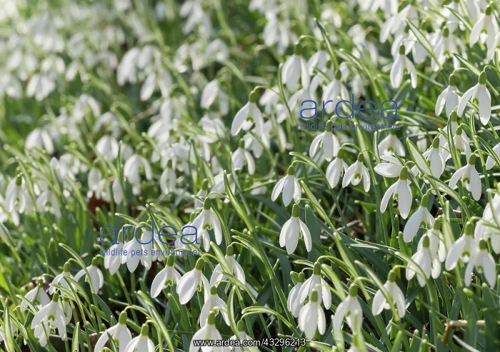 : Snowdrop, Galanthus nivalis, White subject : Snowdrop, Galanthus nivalis, White subject