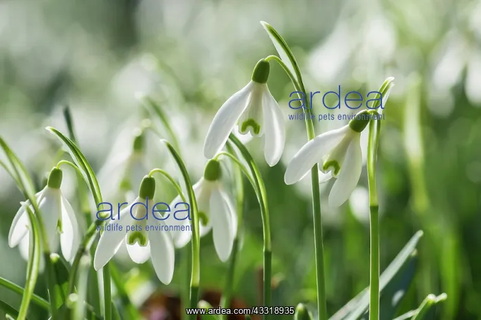 : Snowdrop, Galanthus nivalis, White subject : Snowdrop, Galanthus nivalis, White subject