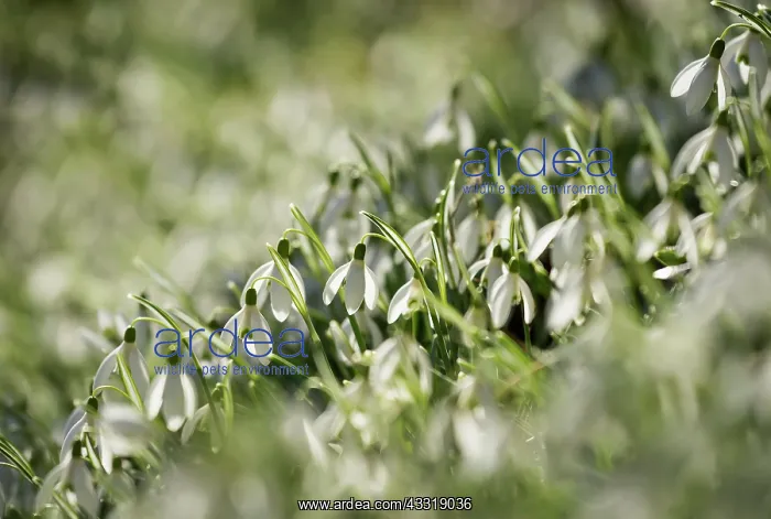 : Snowdrop, Galanthus nivalis, White subject : Snowdrop, Galanthus nivalis, White subject