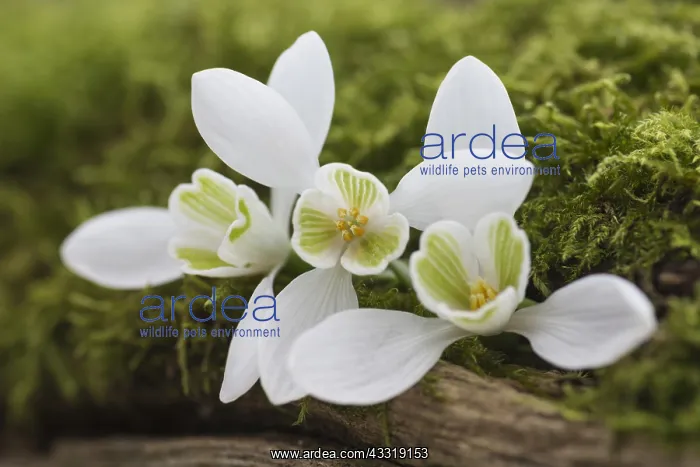 : Snowdrop, Galanthus nivalis, White subject : Snowdrop, Galanthus nivalis, White subject