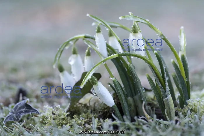 : Snowdrop, Galanthus nivalis, White subject : Snowdrop, Galanthus nivalis, White subject