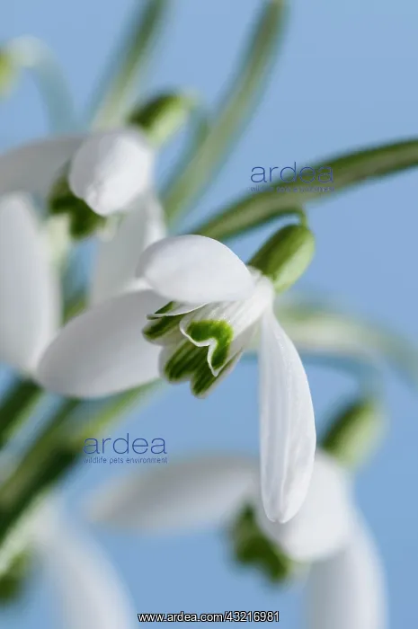 : Snowdrop, Galanthus nivalis, White subject, Blue : Snowdrop, Galanthus nivalis, White subject, Blue