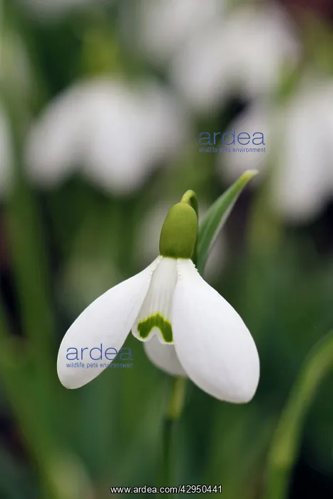  : Snowdrop - Galanthus Sam Arnott