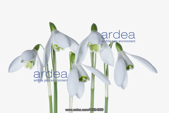 : Snowdrop, Galanthus, Studio shot of white flowers.---- : Snowdrop, Galanthus, Studio shot of white flowers.----