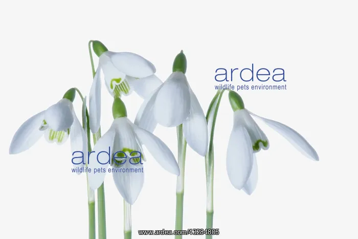 : Snowdrop, Galanthus, Studio shot of white flowers.---- : Snowdrop, Galanthus, Studio shot of white flowers.----