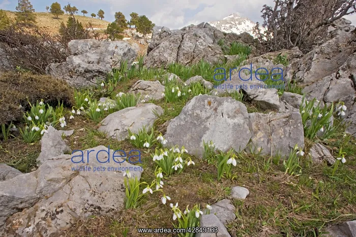 : Snowdrop - on limestone in the Yaban Hayati National : Snowdrop - on limestone in the Yaban Hayati National
