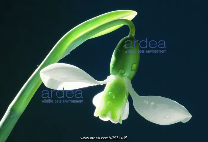 : Snowdrop - single flower in close-up : Snowdrop - single flower in close-up
