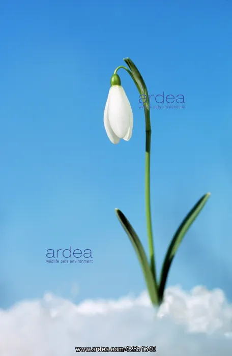 : SNOWDROP - single flower in snow : SNOWDROP - single flower in snow