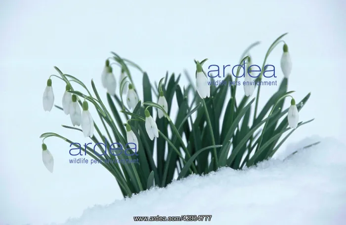 : Snowdrop in snow : Snowdrop in snow