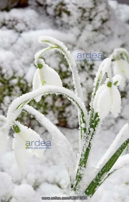 : Snowdrop - snow covered plant : Snowdrop - snow covered plant
