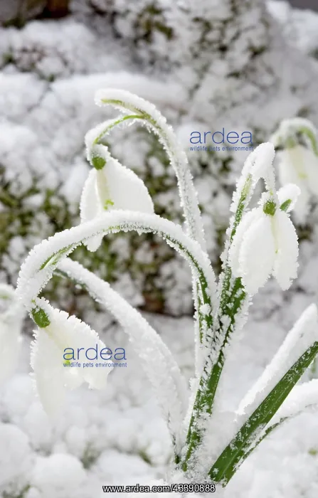 : Snowdrop - snow covered plant : Snowdrop - snow covered plant