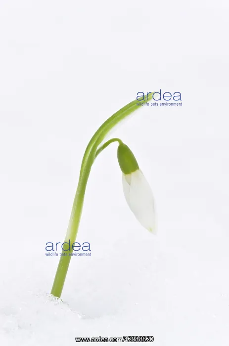 : Snowdrop - in snow. late winter or early spring : Snowdrop - in snow. late winter or early spring
