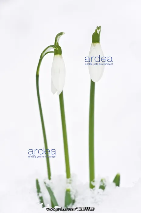 : Snowdrop - in snow. late winter or early spring : Snowdrop - in snow. late winter or early spring