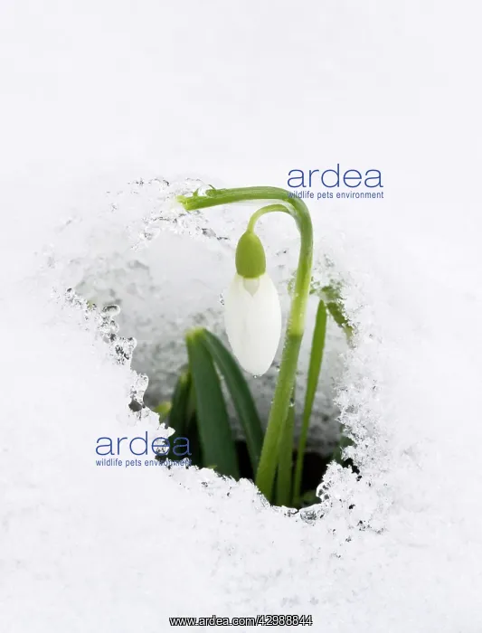  : Snowdrop - in snow. late winter or early spring