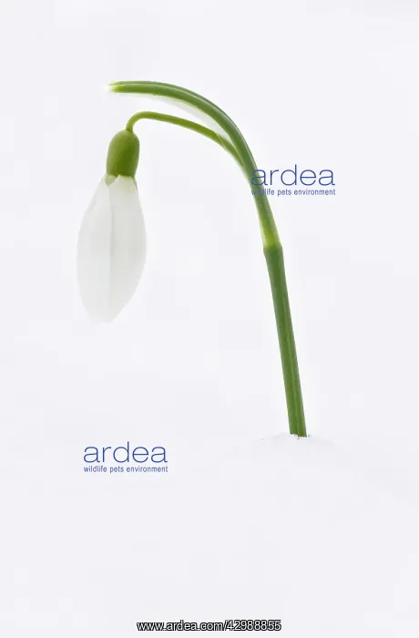 : Snowdrop - in snow. late winter or early spring : Snowdrop - in snow. late winter or early spring