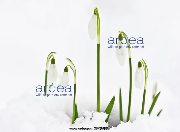 : Snowdrop - in snow. late winter or early spring : Snowdrop - in snow. late winter or early spring