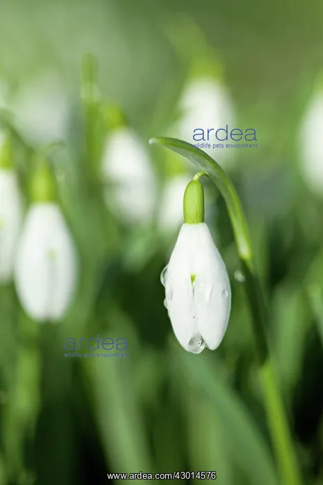  : Snowdrop with water droplet winter
