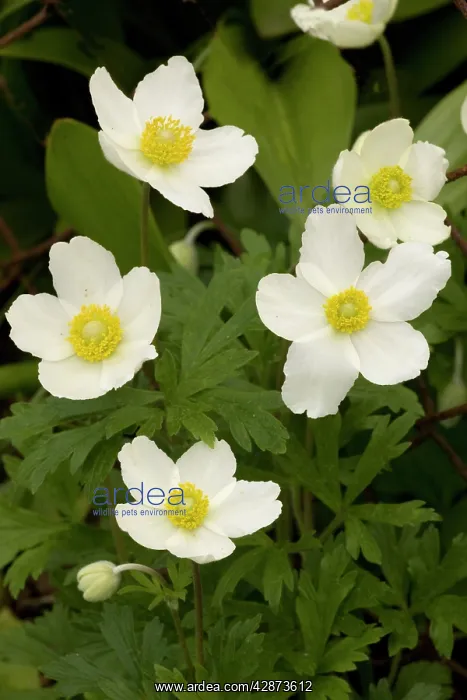 : Snowdrop windflower / Anemone : Snowdrop windflower / Anemone