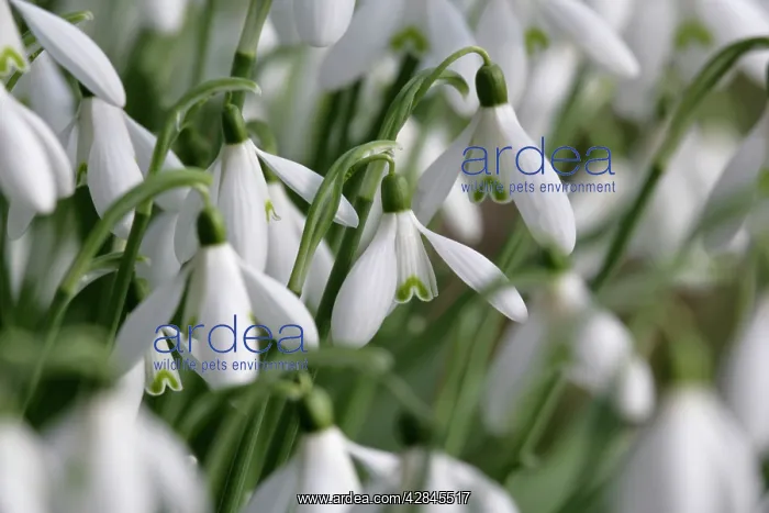  : Snowdrops (Galanthus nivalis)