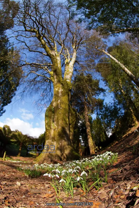 : Snowdrops (Galanthus nivalis). Trebah Garden, Cornwall, UK : Snowdrops (Galanthus nivalis). Trebah Garden, Cornwall, UK
