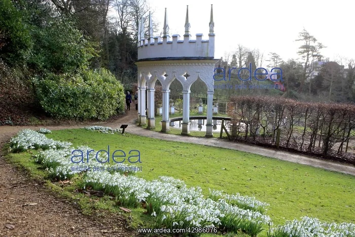  : Snowdrops. Rococo Gardens, Painswick, UK