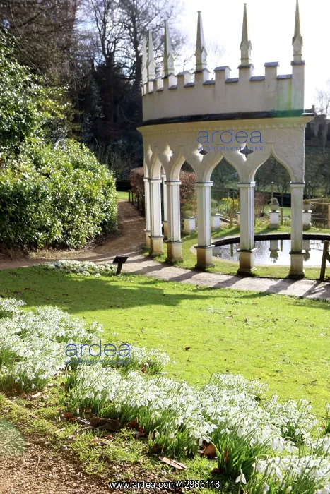  : Snowdrops. Rococo Gardens, Painswick, UK