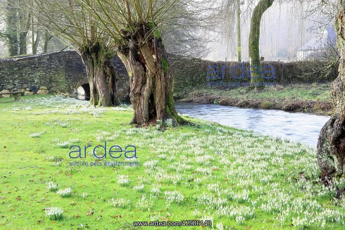: Snowdrops. beside the River Churn - Rendcomb, The Cotswolds, UK : Snowdrops. beside the River Churn - Rendcomb, The Cotswolds, UK