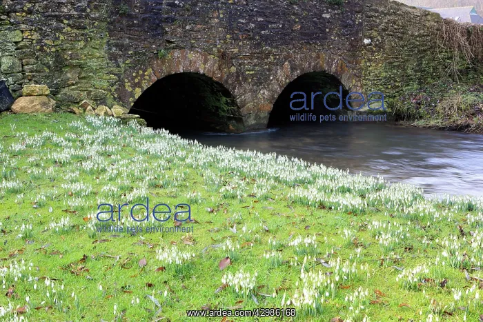 : Snowdrops. beside the River Churn - Rendcomb, The Cotswolds, UK : Snowdrops. beside the River Churn - Rendcomb, The Cotswolds, UK