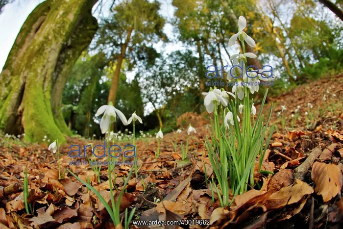  : Snowdrops Trebah Garden Cornwall UK