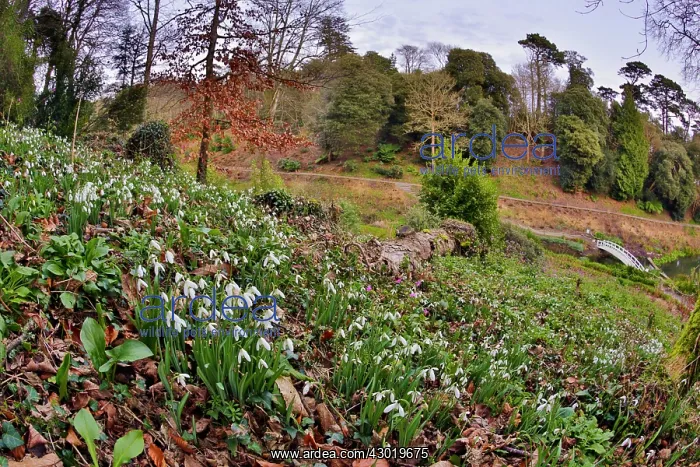  : Snowdrops Trebah Garden Cornwall UK