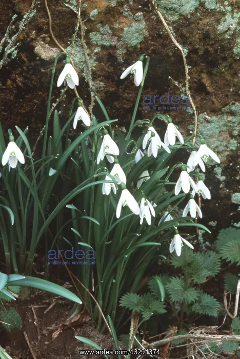 : SNOWDROPS : SNOWDROPS