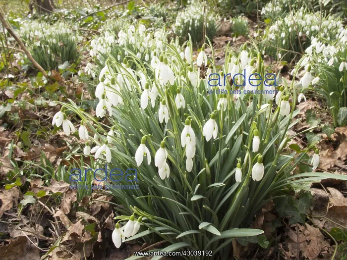  : Snowdrops - Birmingham