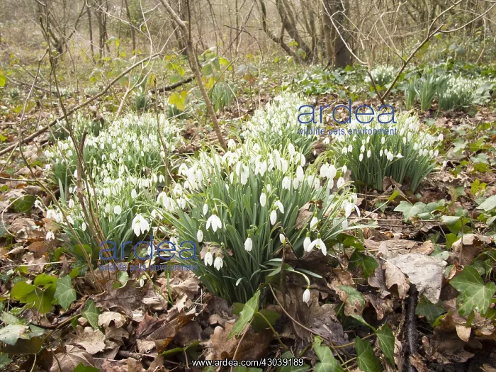  : Snowdrops - Birmingham UK