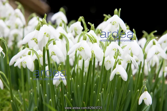 : Snowdrops - clump of flowers growing on a bank : Snowdrops - clump of flowers growing on a bank