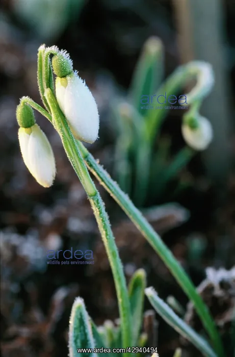 : SNOWDROPS - two covered in frost : SNOWDROPS - two covered in frost