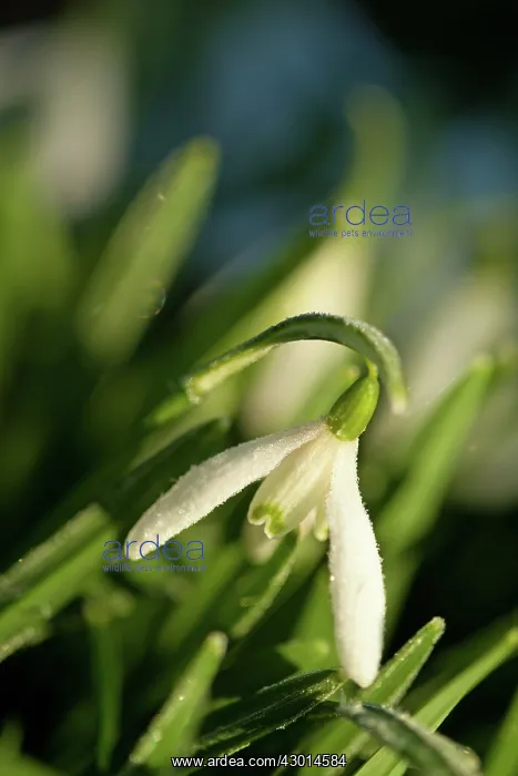  : Snowdrops covered in frost winter