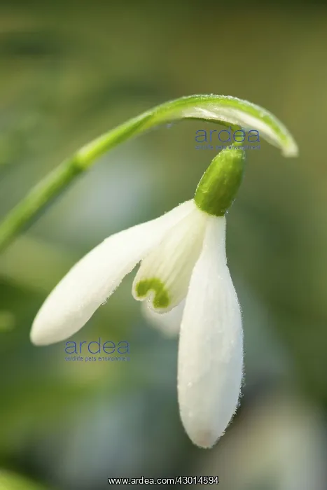  : Snowdrops covered in frost winter