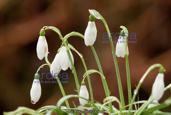: Snowdrops - in flower in woodland - late winter : Snowdrops - in flower in woodland - late winter