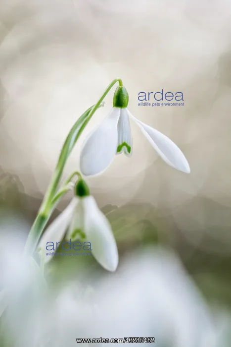: Snowdrops - Flowers - UK : Snowdrops - Flowers - UK