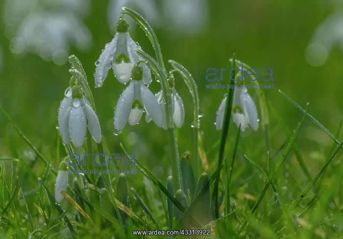 : Snowdrops, Galanthus nivalis, in flower in winte : Snowdrops, Galanthus nivalis, in flower in winte