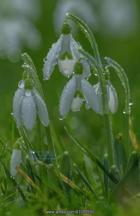 : Snowdrops, Galanthus nivalis, in flower in winte : Snowdrops, Galanthus nivalis, in flower in winte