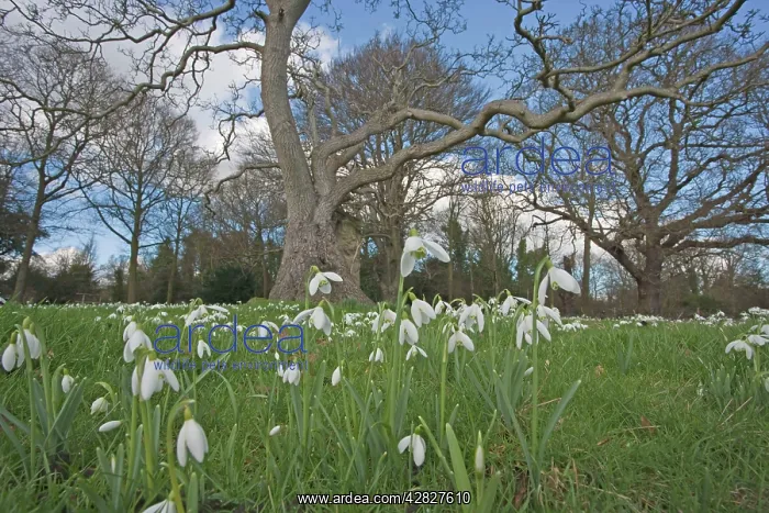 : Snowdrops - growing wild in woodland : Snowdrops - growing wild in woodland
