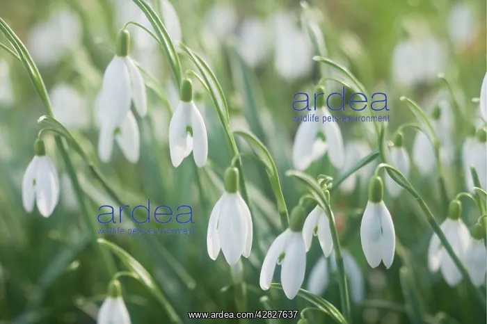 : Snowdrops - growing wild in woodland : Snowdrops - growing wild in woodland