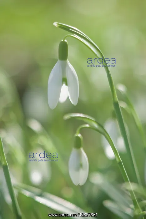 : Snowdrops - growing wild in woodland : Snowdrops - growing wild in woodland