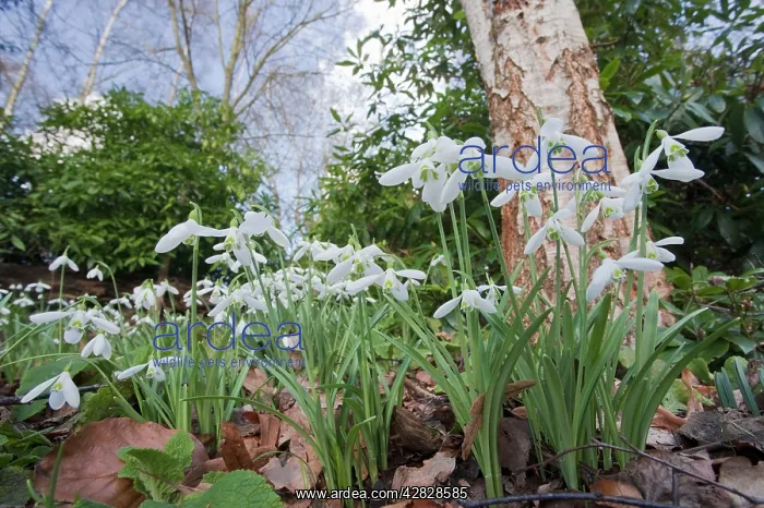 : Snowdrops - growing wild in woodland : Snowdrops - growing wild in woodland