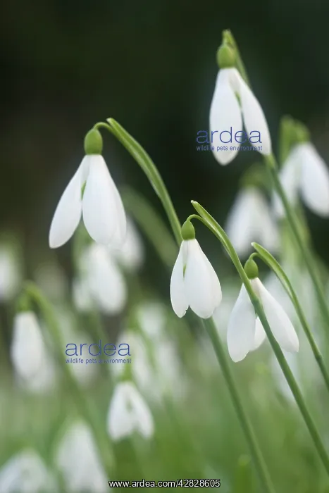 : Snowdrops - growing wild in woodland : Snowdrops - growing wild in woodland