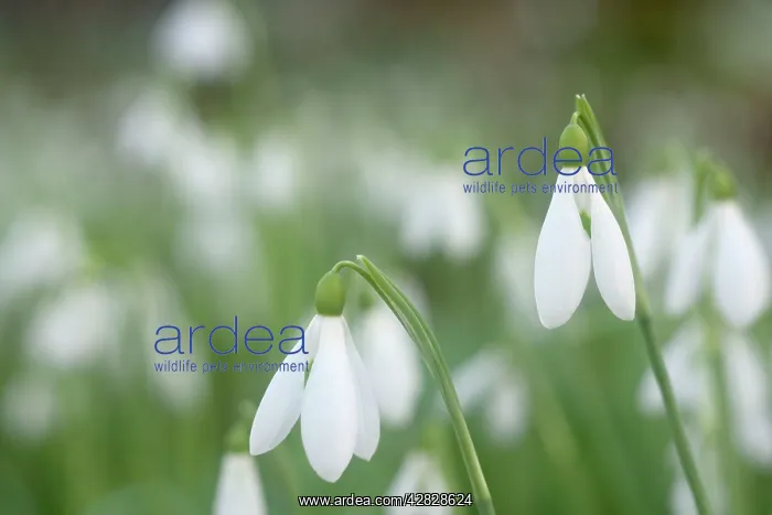  : Snowdrops - growing wild in woodland