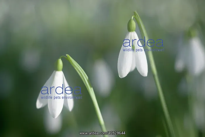 : Snowdrops - growing wild in woodland : Snowdrops - growing wild in woodland