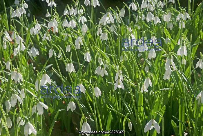 : Snowdrops - growing wild in woodland : Snowdrops - growing wild in woodland