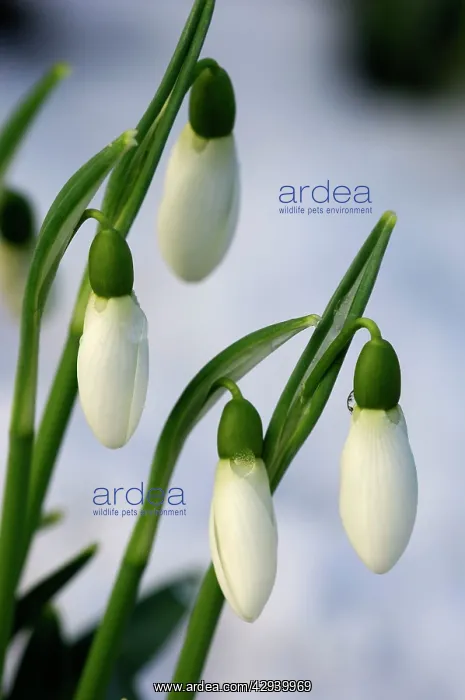 : Snowdrops - after a modest fall of snow : Snowdrops - after a modest fall of snow